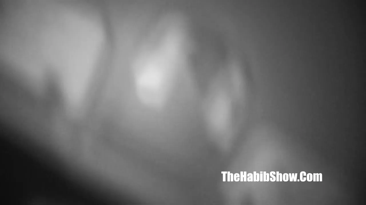 Thehabibshow - Meet The Pawg Ms Amber 